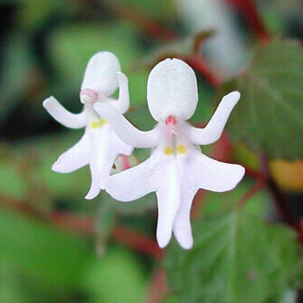 50pcs Dancing Girls (Impatiens Bequaertii) Flower Seeds Plant Seed Bonsai (code 93)