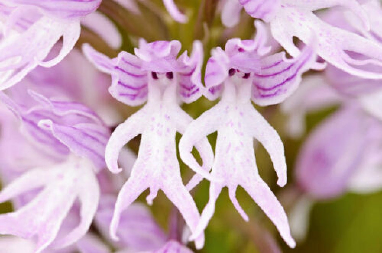 50pcs Naked Man Orchid orchis Italica Flower Seeds code8 Etsy