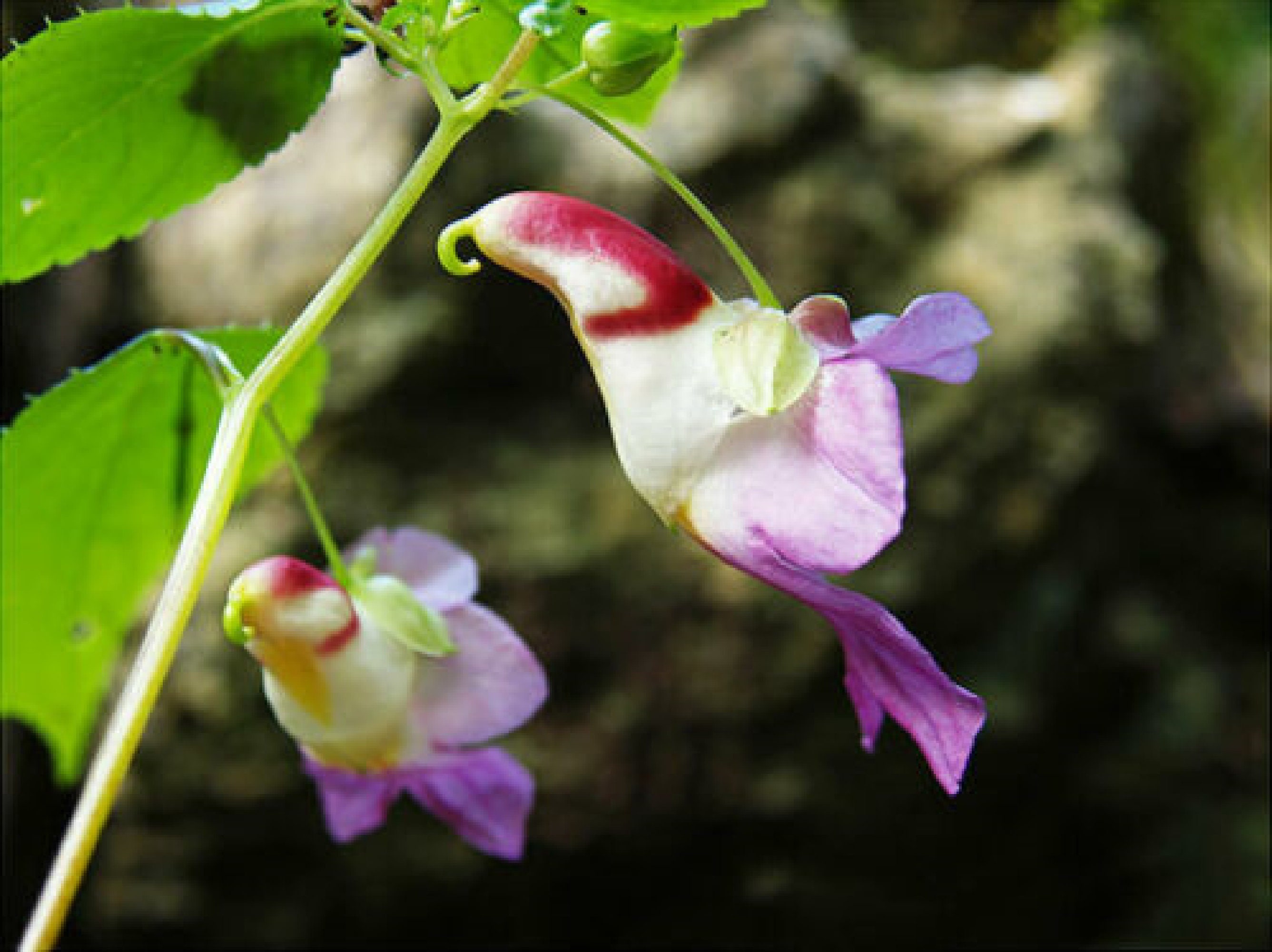 Ком цветы похожие на. Орхидея Impatiens psittacina. Цветочный попугайчик Impatiens. Бальзамин psittacina. Цветочный попугайчик Impatiens psittacina.