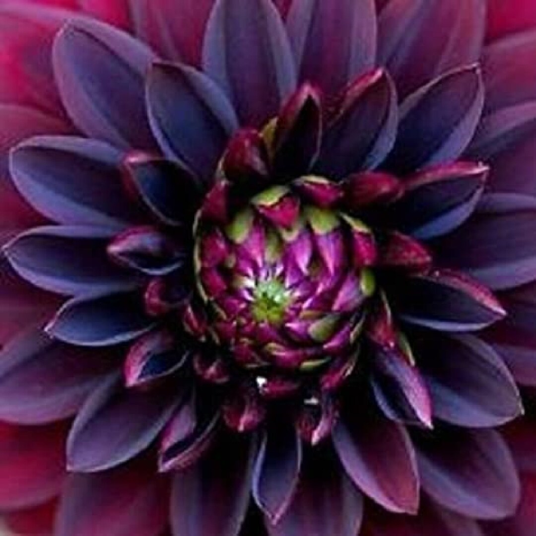 NEU Schwarze Dahlie Blumensamen seltene bautiful Blumengarten Code 39