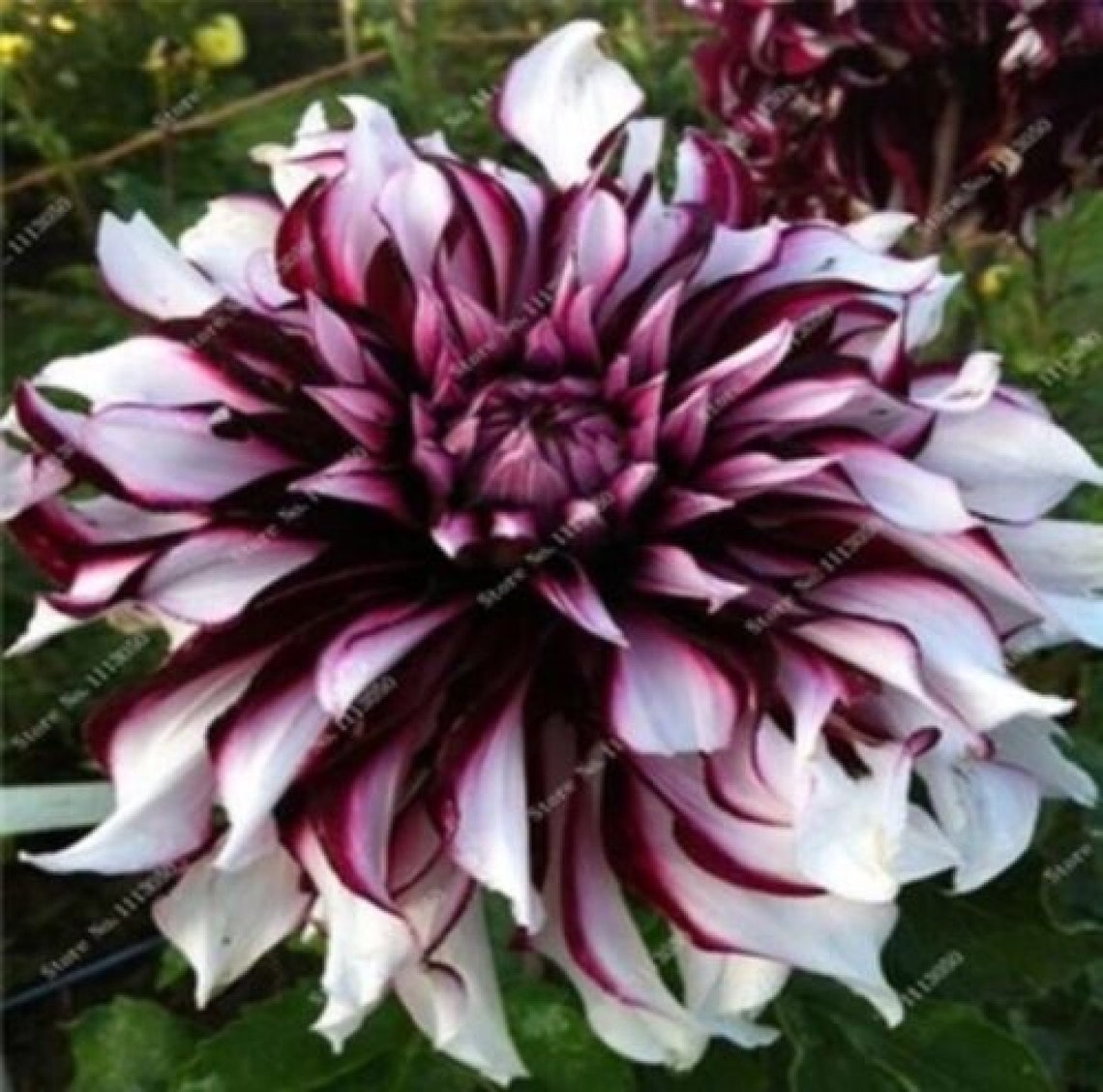 Rare Beautiful Perennial Dahlia Flowers Seeds 20PCS code 16 Etsy UK