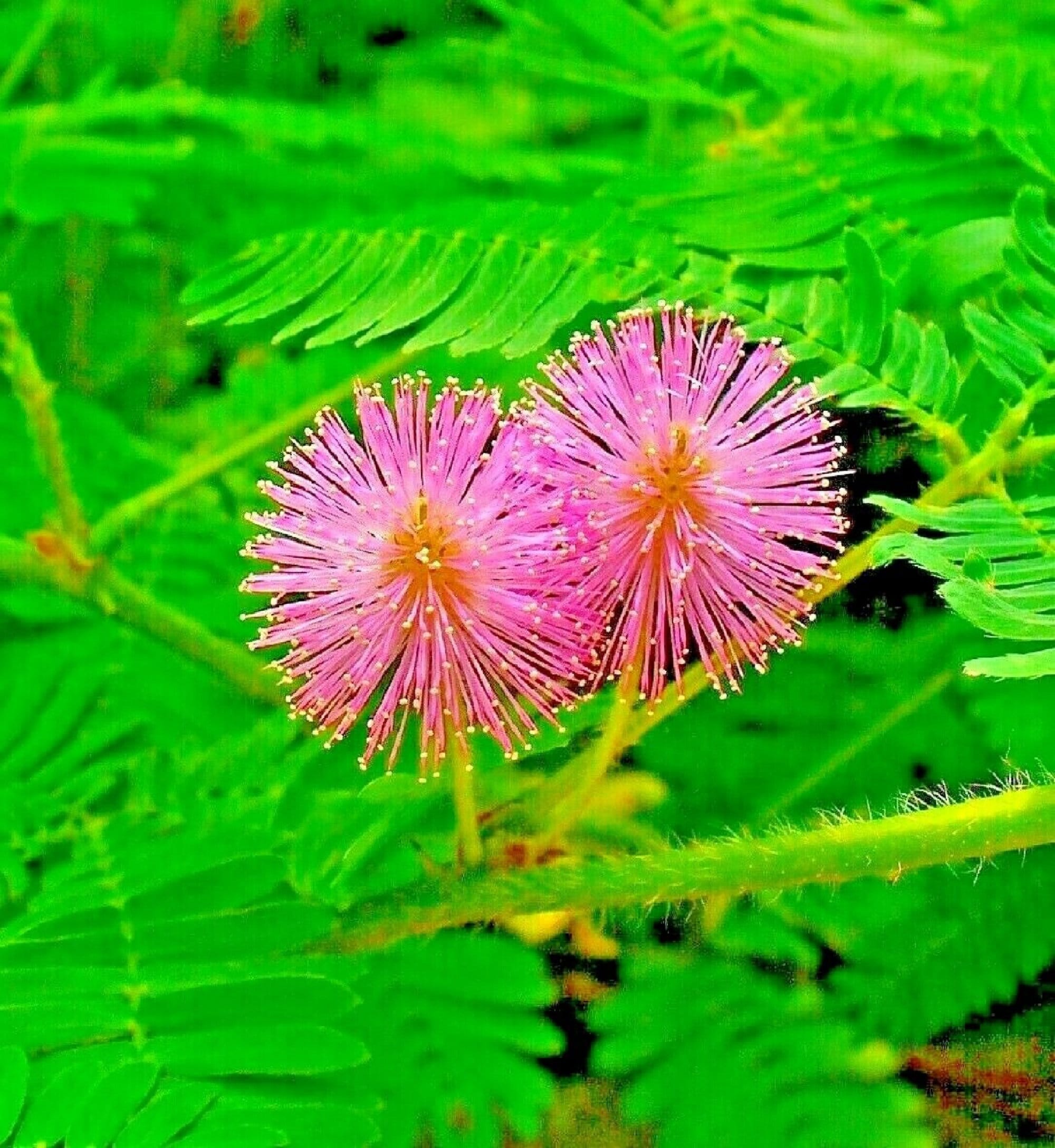 150pc Mimosa pudica seeds Rare sensitive plant flower unusual Etsy