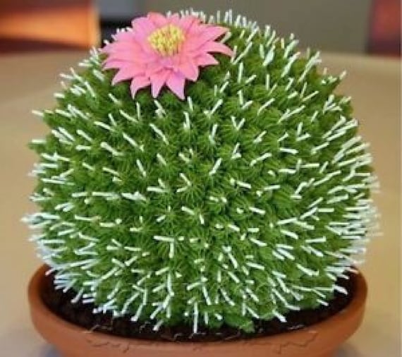 50 Pcs Super Rare African Cactus Succulent Plants Bonsai Seeds Purify Air Bonsai 50 Pcs Super Rare African Cactus Succulent Plants Bonsai Seeds Purify Air Bonsai