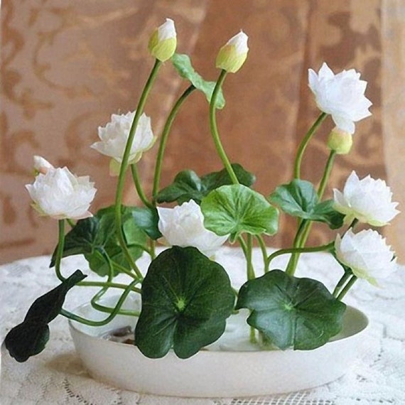 Liveseeds Bonsai Lotus/ Bowl Pond Lotus/Water lily flower/Red Lotus 5 Seeds 