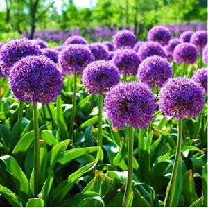 Purple Giant Allium Giganteum Beautiful Flower Seeds Garden Plant 50Pcs code 113 image 3