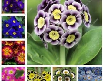 50 pcs/bag Multicolor Primula Seeds, Colorful Flowers Seeds (code 47)