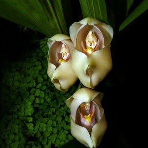 50pcs Swaddled Babies Anguloa Uniflora Flower Seeds Plant Seed code 56 image 1