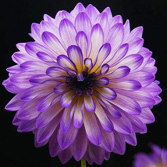 Rare Purple Beautiful Perennial Dahlia Flowers Seeds 20 PCS - Etsy Finland