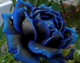 Midnight Blue Rose Black and Blue Petals 50Pcs seeds rose flower seeds (code 65)