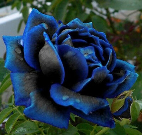 Midnight Blue Rose Black and Blue Petals 50Pcs zaden rozenbloem