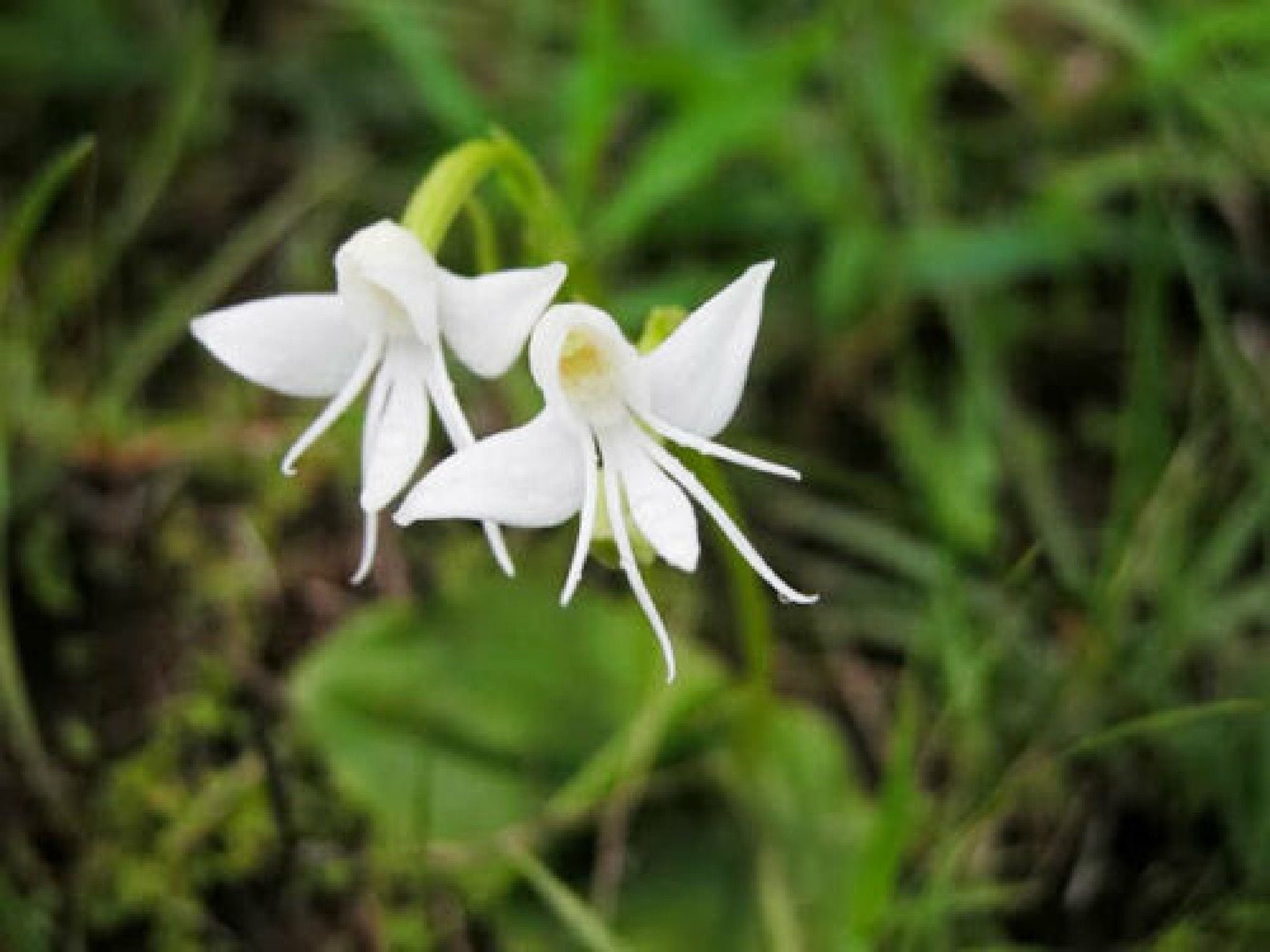 50pcs Angel Orchid Habenaria Grandifloriformis Flower Seeds Etsy