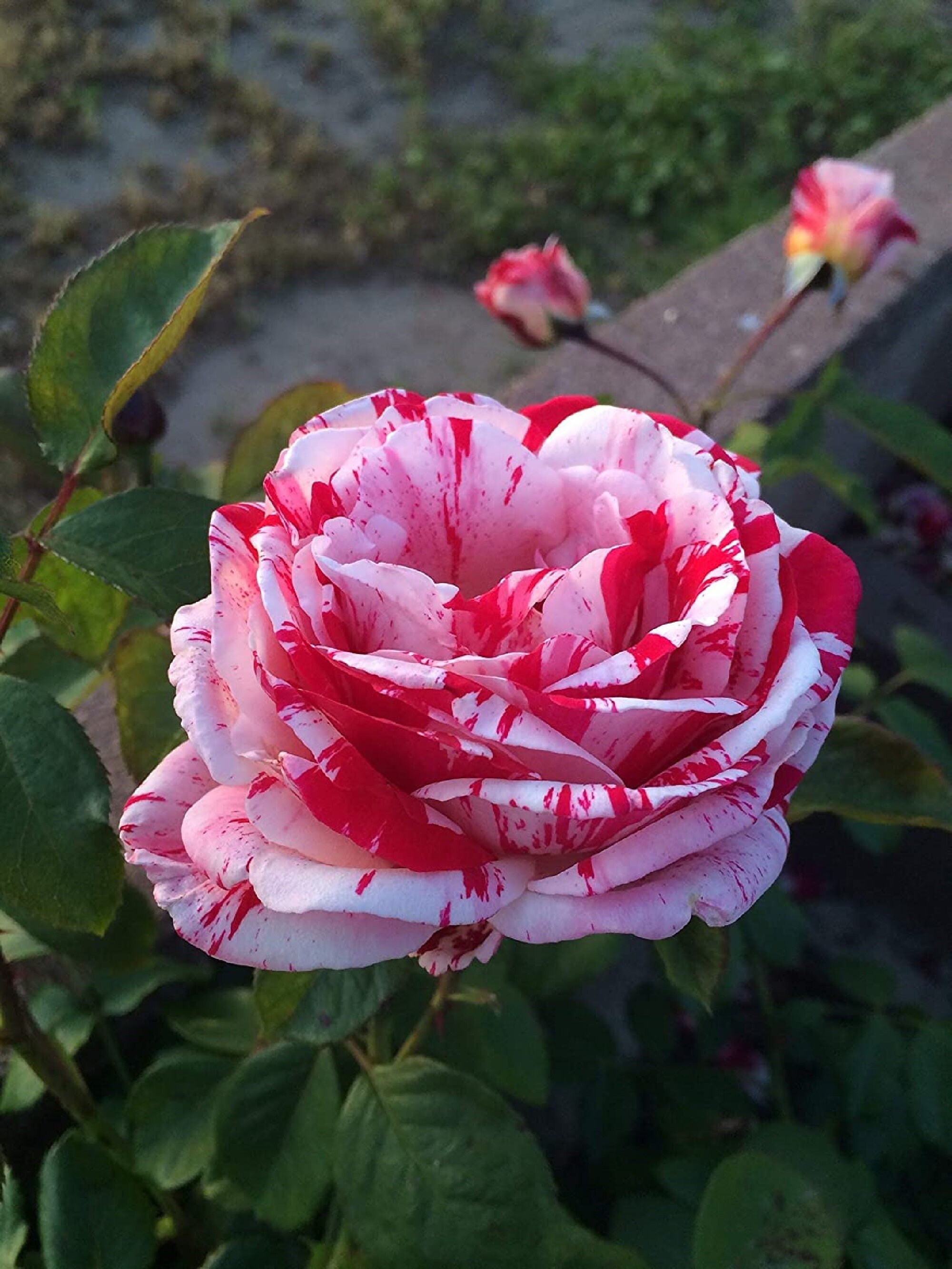 White on sale blood rose