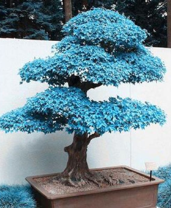 20 Stück Samen Japanischer Ahorn Acer palmatum Baum Bonsai Pflanzen Selten... 