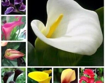 Calla Lily Flowers 15 PCS Seeds Zantedeschia Aethiopica Plants Bonsai Garden (code 103)