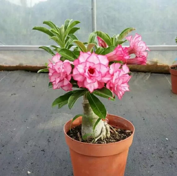 Desert Rose 'Adenium obesum