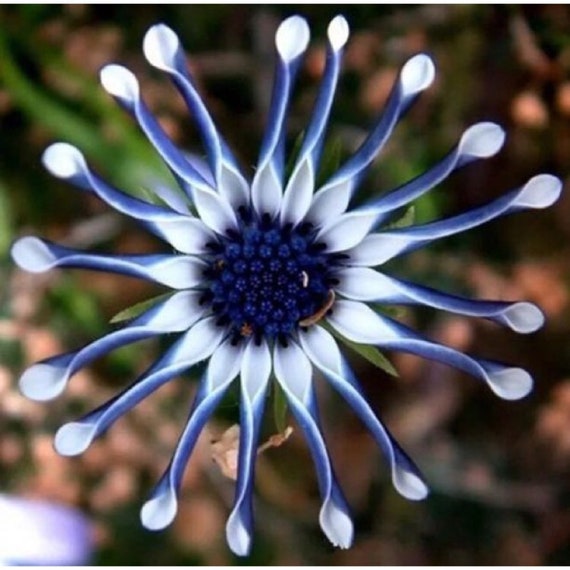 20pcs Rare Blue Daisy Plants Flower Seeds Garden Plant RARE FLOWER Code 88  - Etsy Israel