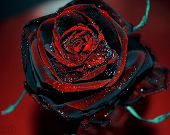 Black and red roses deals