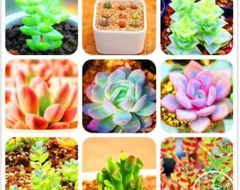 50Pcs/Bag Bonsai Seeds Mix Lithops Rare Succulent Flower Pseudotruncatella (code 102)