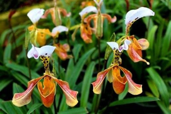 Cypripedium kentuckience - Orchids - Carnivorous Plants UK