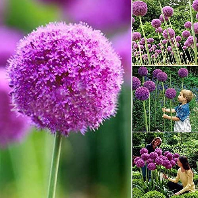 Purple Giant Allium Giganteum Beautiful Flower Seeds Garden Plant 50Pcs code 113 image 1