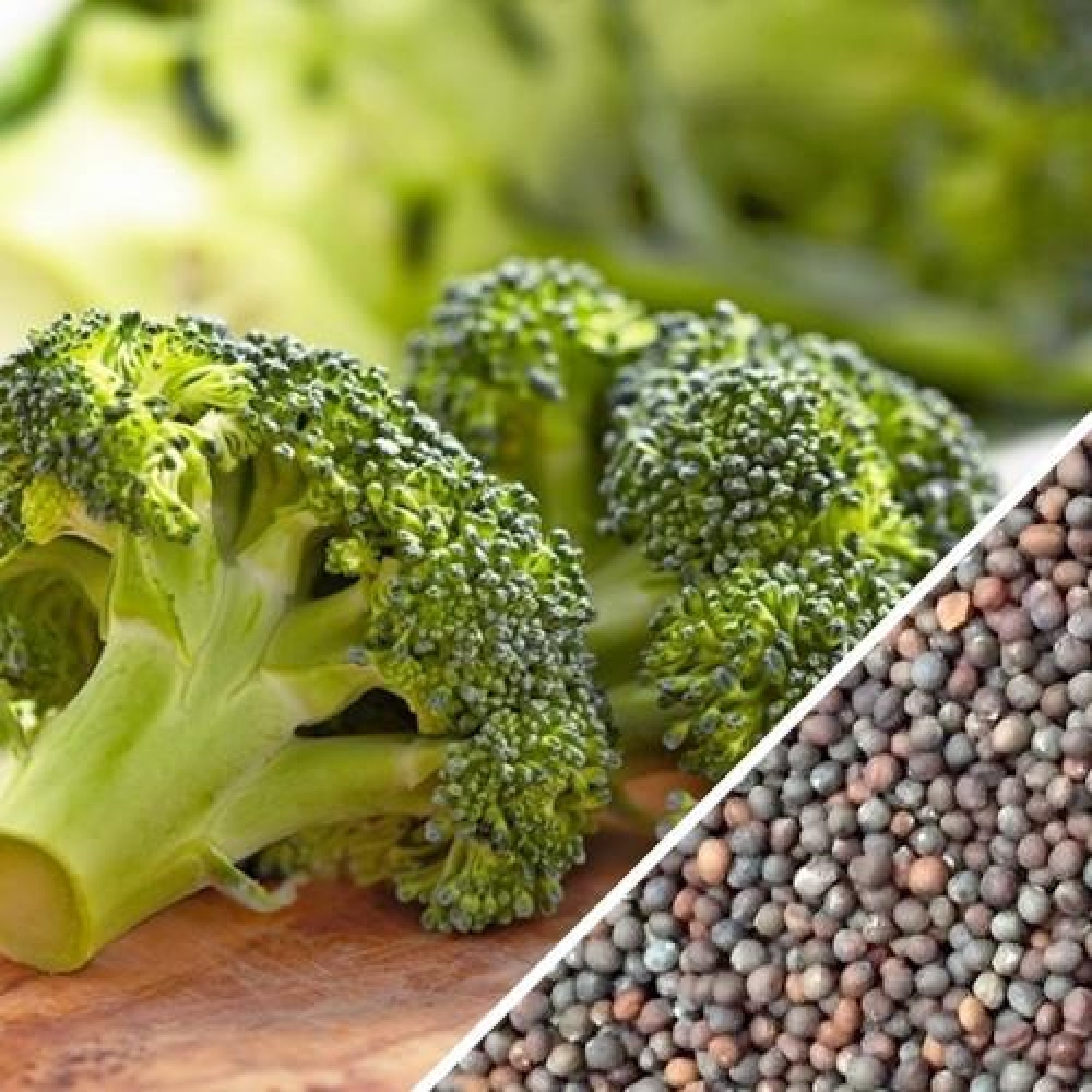 Broccoli Seeds NONGMO Heirloom Fresh Garden Seeds code 40 Etsy