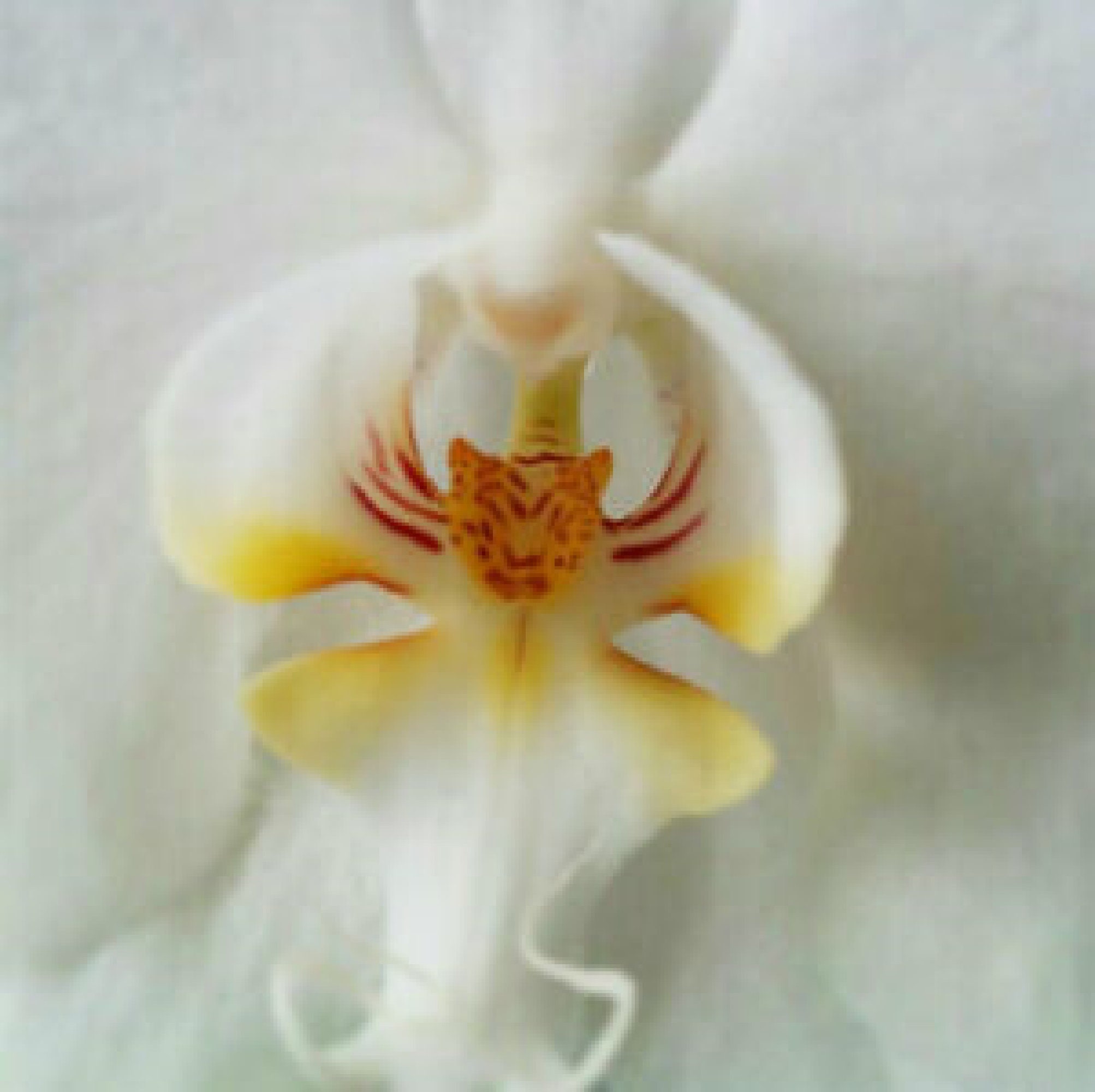 50pcs Orchidea che sembra un fiore di tigre 43 -  Italia