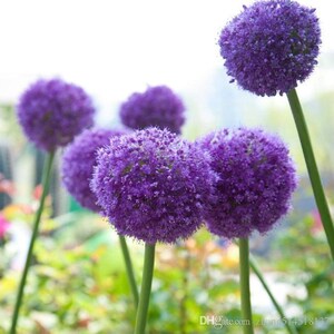 Purple Giant Allium Giganteum Beautiful Flower Seeds Garden Plant 50Pcs code 113 image 2