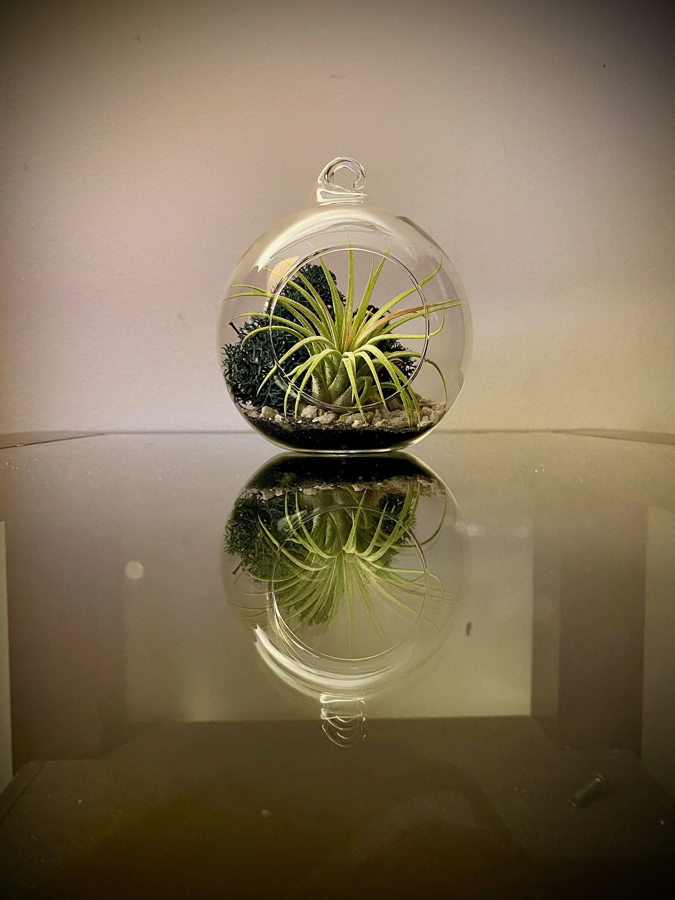 Glass Globe Terrarium with Live Air Plant Kit Etsy