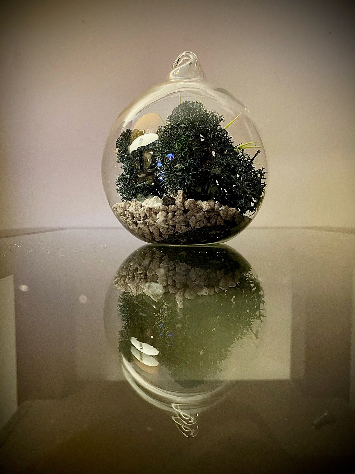 Glass Globe Terrarium with Live Air Plant Kit Etsy