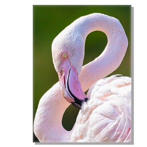 Pretty Pink Flamingo, Downloadable, high resolution art file.  Perfect for framed pictures, posters , or greeting cards etc.