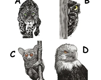 Digitale download van een uil, luipaard, adelaar en spookdier. Zwart-wit met gekleurde ogen; transparante achtergrond.