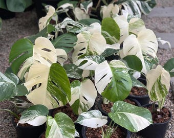 Halfmoon Monstera Deliciosa Albo Variegata Plant & Nodes | Rare White Variegated Plant | Rooted Cutting Houseplant | Swiss Cheese Plant Albo