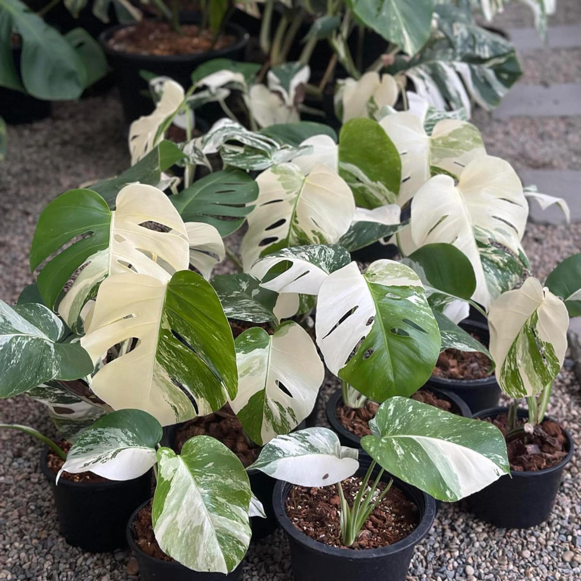 Halfmoon Monstera Deliciosa Albo Variegata Plant & Nodes | Rare White Variegated Plant | Rooted Cutting Houseplant | Swiss Cheese Plant Albo