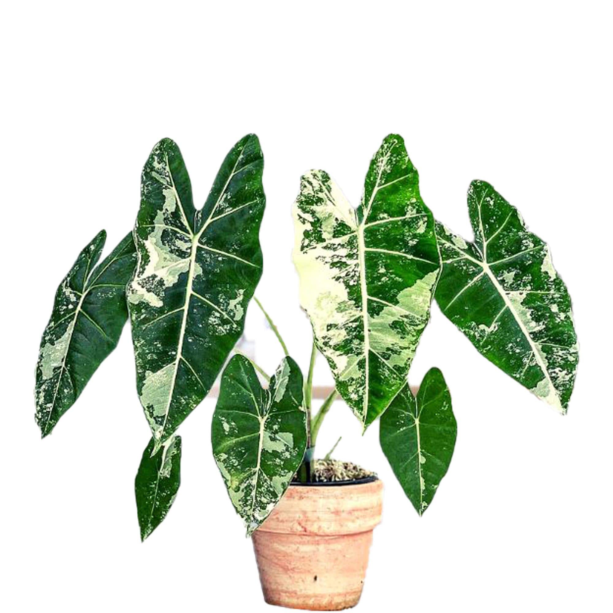 Rare Alocasia Frydek Variegata Plant– Rare Variegated Velvet Elephant Ear | Live Plant with White & Green Leaves | Indoor and Houseplant