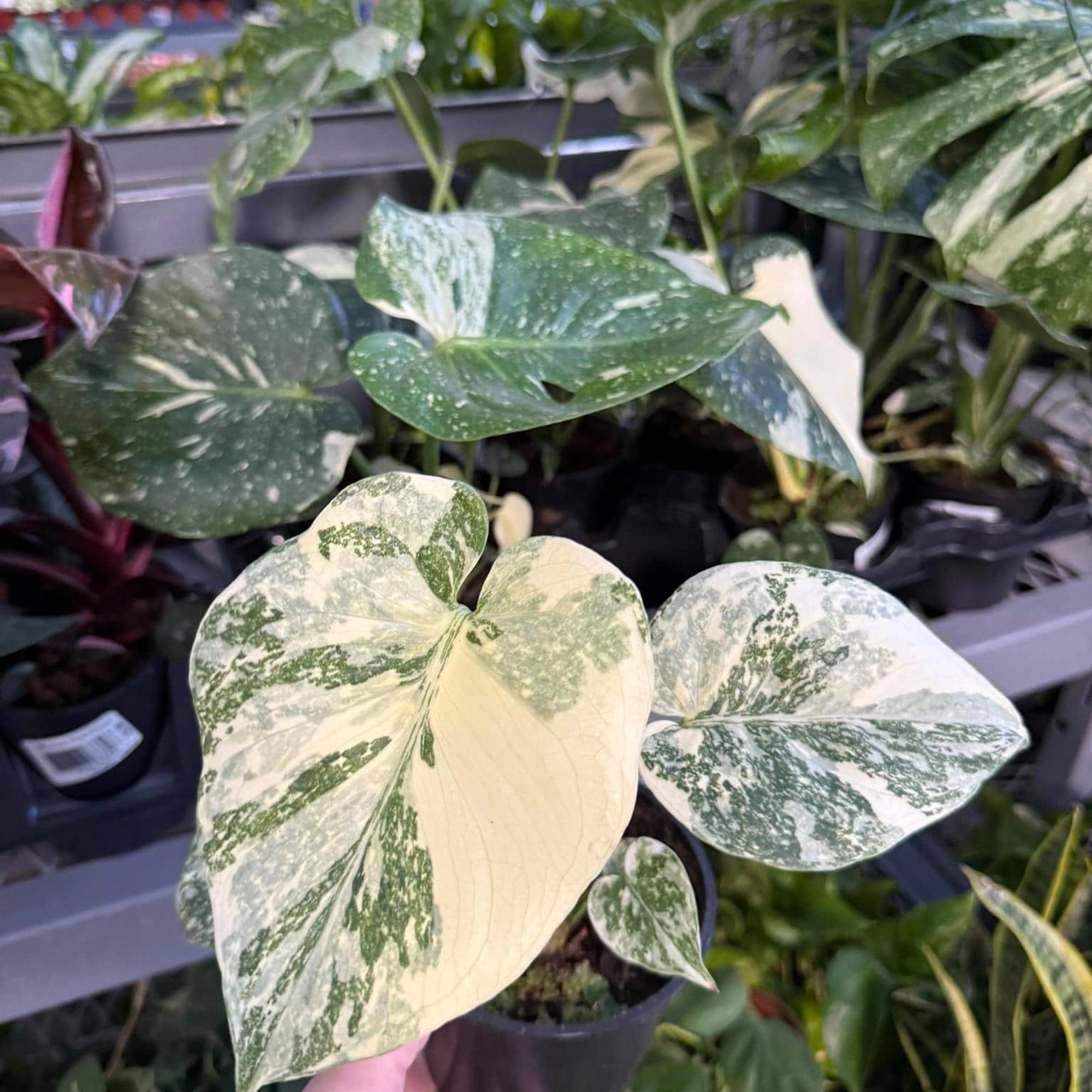 モンステラ デリシオーサ　斑入りマルチカラー モンステラ デリシオーサ 斑入りマルチカラー モンステラ デリシオーサ