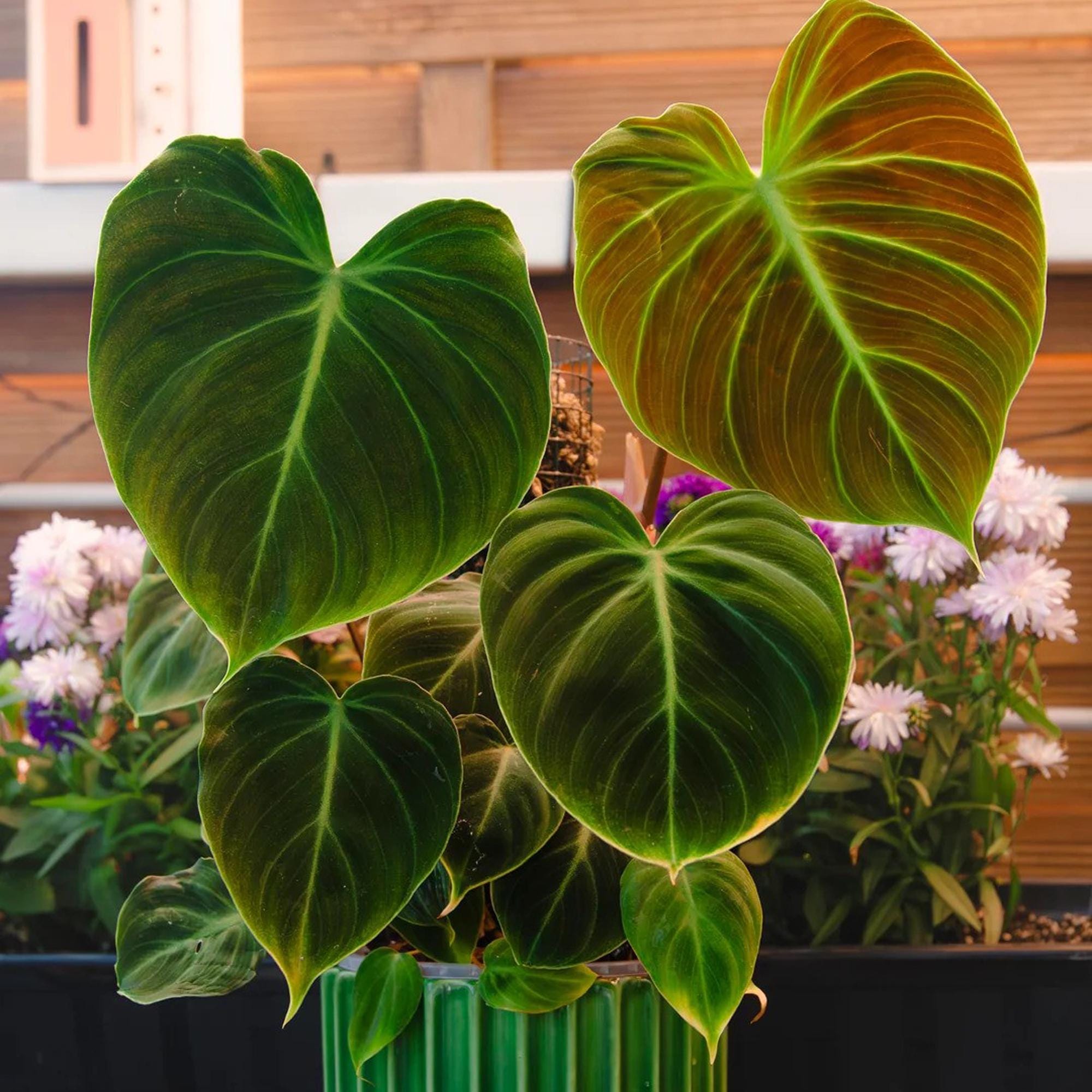 Rare Philodendron El Choco Red Nodes and Plant – Rare Velvet Leaf Aroid | Philodendron Rubrijuvenile with Red New Growth |  Indoor Plant