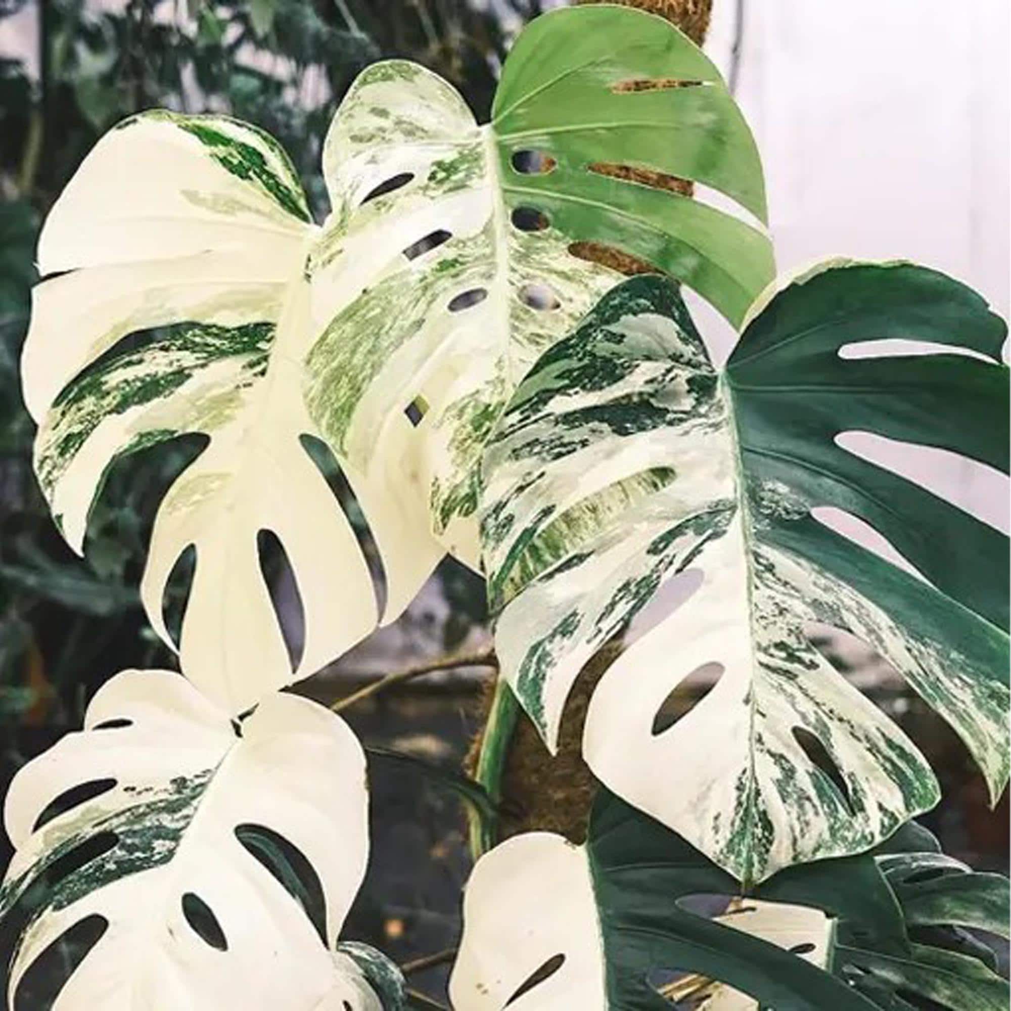 Monstera Albo Borsigiana Einblatt Knoten und Pflanze - Seltene bunte Monstera mit Weißen Farbsprenkeln | Lebende verwurzelte Pflanze | Zimmerpflanze