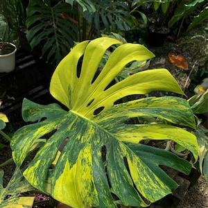 Rare Monstera Deliciosa Aurea Nodes & Plant – Rare Yellow Variegated Monstera Borgsigiana | Houseplant and Indoor Plant