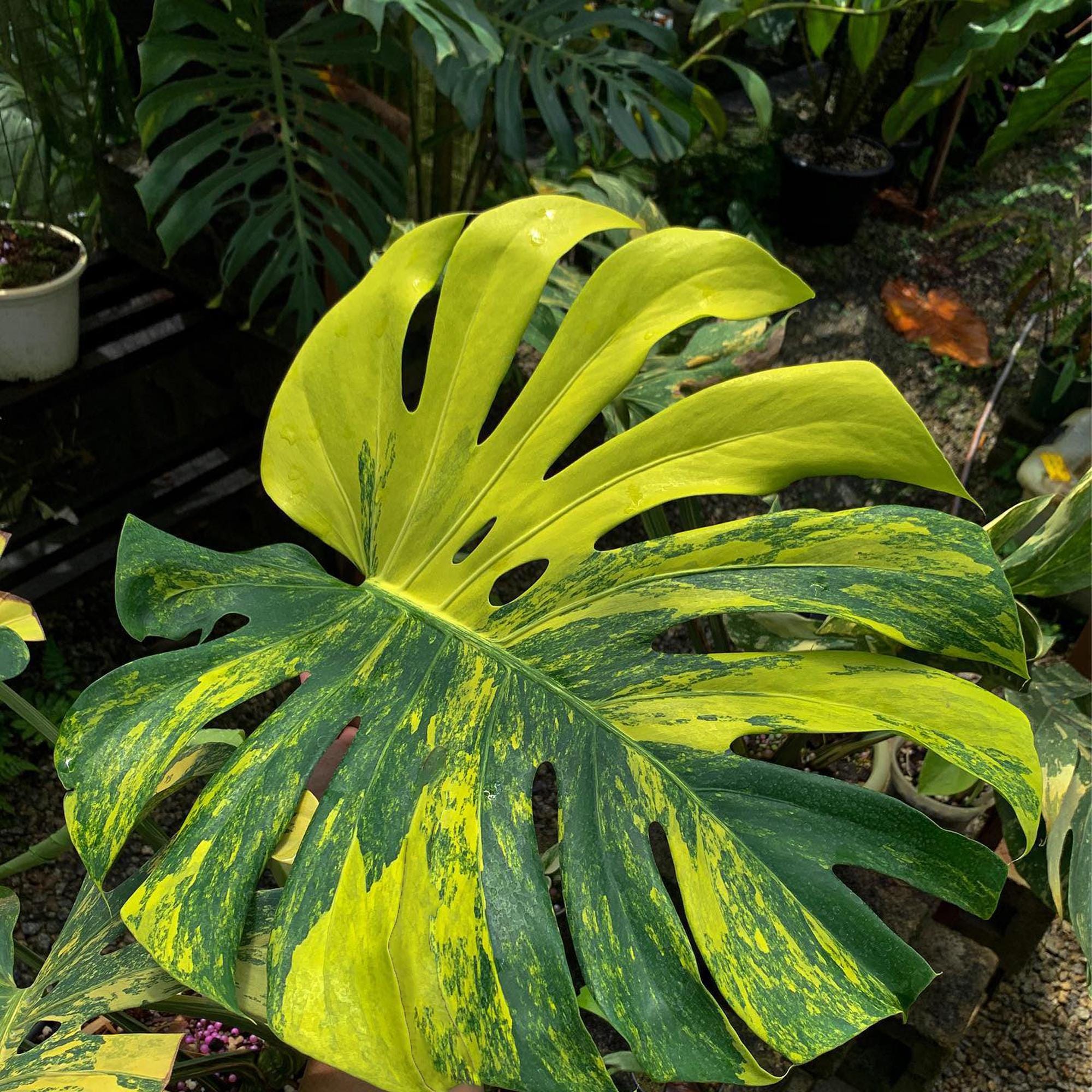 Rare Monstera Deliciosa Aurea Nodes & Plant – Rare Yellow Variegated Monstera Borgsigiana | Houseplant and Indoor Plant