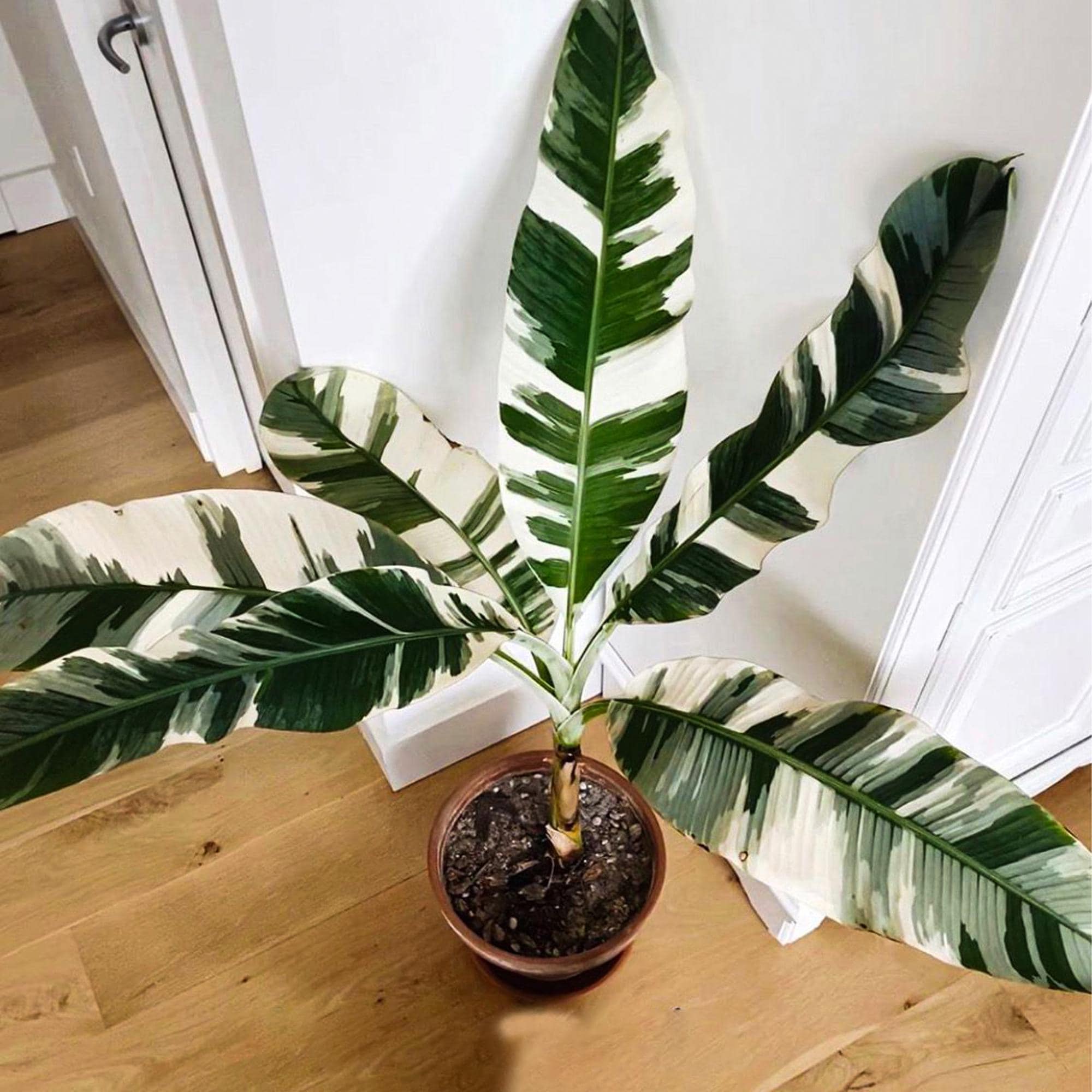 Rare MUSA AE AE Variegated Banana Plant(10cm-25cm)  with Pot – Rare Tropical Banana Tree for Indoors or Garden | Live Plant Rare Houseplant