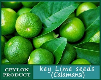 Calamondin Citrus Fruit Seeds for Garden Calamansi Lime Seeds for Planting Outdoor Indoor 30 Calamondin Citrus Fruit Seeds for Garden Calamansi Lime Seeds for Planting Outdoor Indoor 30