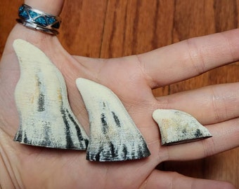 May include: Three white and black shark fin teeth of varying sizes, held in a hand.