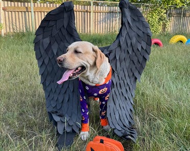 Golden snitch dog costume Etsy