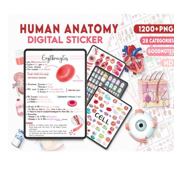 Anatomy & Biology - 1200 PNG HQ Physiology Bundle Sticker Pack, Human Body Digital Stickers, Medical Science, Nursing Study, iPad GoodNotes