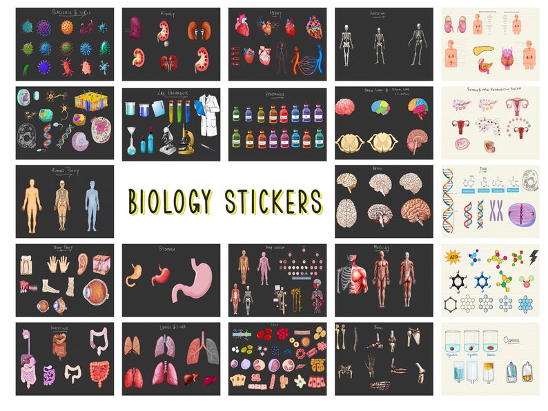 600 Biology Anatomy Stickers Bundle, Lab, Anatomy Organ, Digital