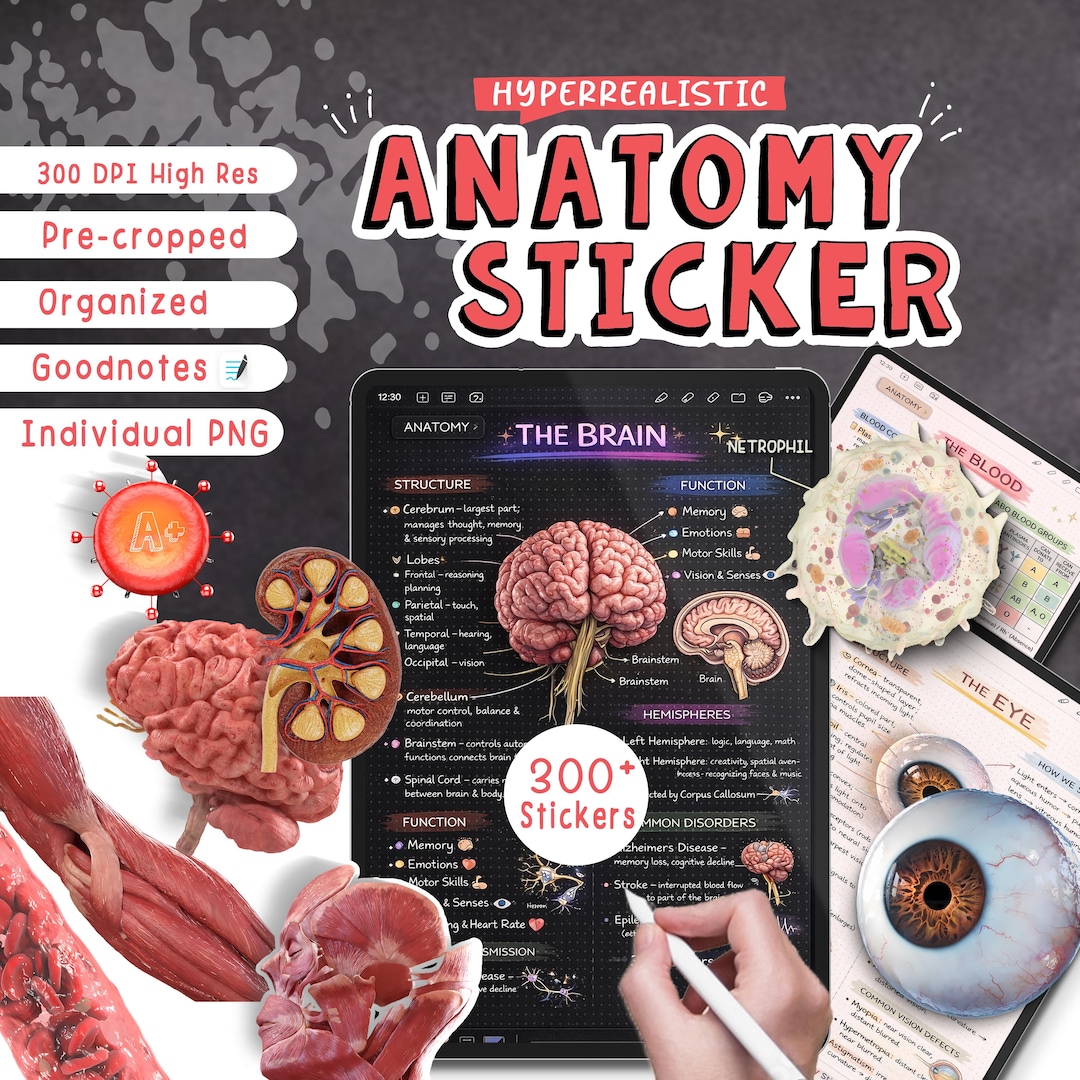 300+ Realistic Anatomy Stickers | Human Body Systems | Medical Study ...
