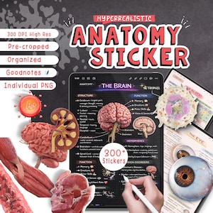 Könnte beinhalten: Anatomie-Aufkleber-Set mit verschiedenen medizinischen Illustrationen. Das Bild enthält ein Gehirndiagramm, eine Niere und ein detailliertes Augenmodell. Der Text lautet "Hyperrealistic Anatomy Sticker" und "300+ Stickers".