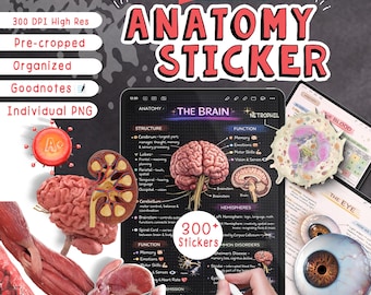 300+ Realistic Anatomy Stickers | Human Body Systems | Medical Study Stickers for GoodNotes, Notability & iPad Notes | Super High Resolution