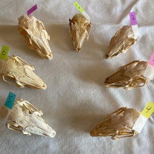 Rabbit Skulls