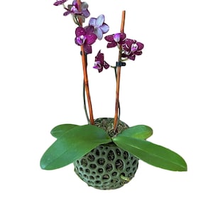 Orb Orchid Pot, Wall Mounted Orchid Pot, Hanging Orchid Pot, Pot to Keep an Orchid Alive, Lightweight 3D Printed Orchid Pot, Inside/Outside